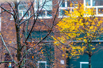 Autumn, tree with yellow and green leaves with red brick wall and windows