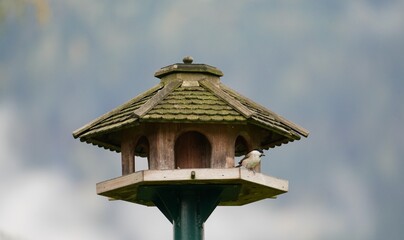 a swamp titmouse perched on a bird feeder house in autumn
