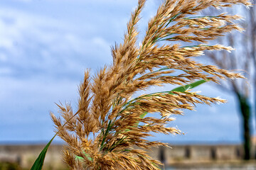 ears of wheat in the field
