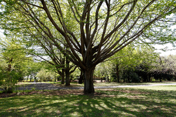公園の木