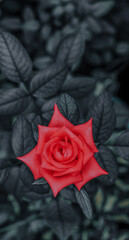 red rose on black background