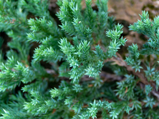 A branch of pine with green leaves streaking along the rock