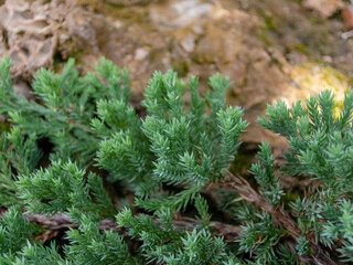 A branch of pine with green leaves streaking along the rock