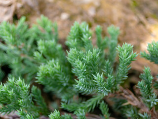 A branch of pine with green leaves streaking along the rock