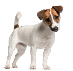 Jack Russell Terrier (7 months old)