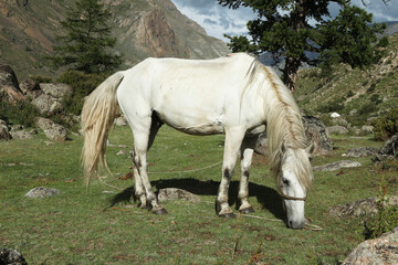 horses graze in the meadow and eat grass against the backdrop of beautiful mountains and sky