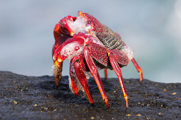 rote_Klippenkrabbe