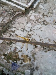 Dragonfly siting on a dish line cable 