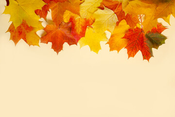 Multicolored maple leaves on a yellow background. mock up top view, autumn composition with copy...