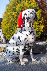 Adult Dalmatian dog in a Santa hat. Dalmatian with heterochromia of the eyes. Outdoor portrait of a purebred dog. A dog with a mottled color. Merry Christmas and Happy New Year.