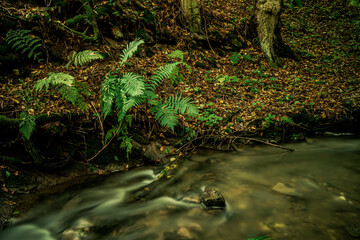 Spruit in forest. Long exposure. 