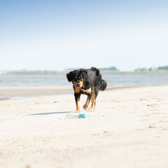 dog playing on the beach