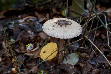mushroom umbrella in wet autumn foliage at dawn, top view