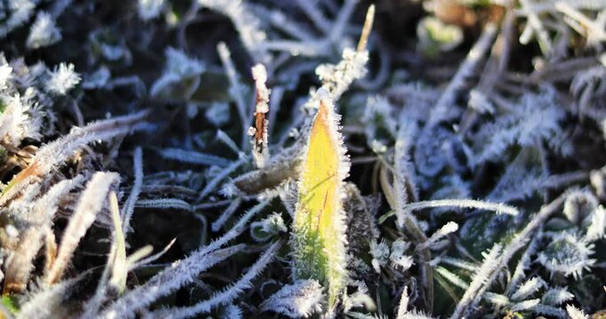 Das Auftauen von Morgenfrost