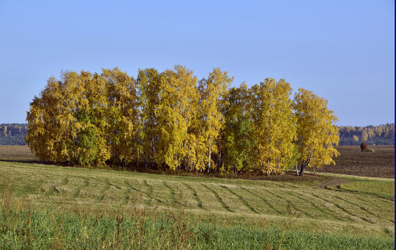 A birch forest among a cultivated agricultural field. In the foothills of the Western Urals, golden autumn.