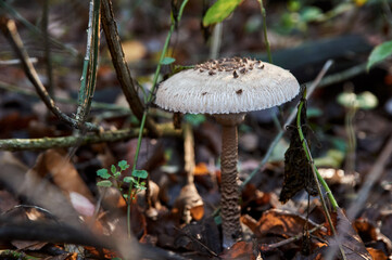 mushroom umbrella in wet autumn foliage at dawn