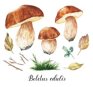 Watercolor boletus edulis edible fungi, mushrooms with leaves and grass. Watercolour botanical illustration isolated on white background.