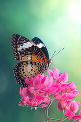 Black orange butterfly perched on pink flowers