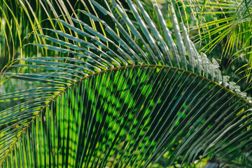 Green fresh leaves of coconut tree in the jungle