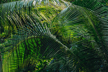 Green fresh leaves of coconut tree in the jungle.