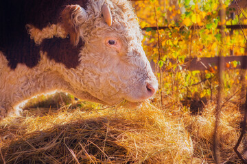 Cow in a field