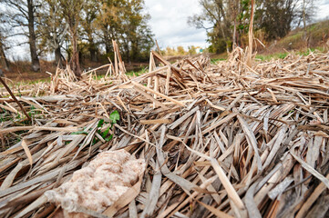 Fallen dry reeds in a swamp, cloudy weather