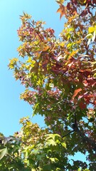 red maple leaves