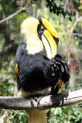 Doppelhornvogel
