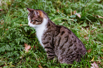 Striped young cat