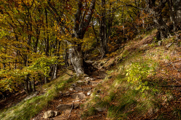 stone staircase on a mountain path in undergrowth in autumn, Trois Becs massif in the Drôme, France