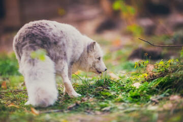 Arctic fox in nature in autumn