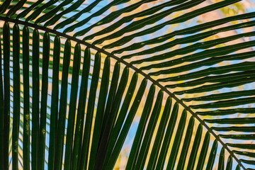 Green fresh leaves of coconut palm tree