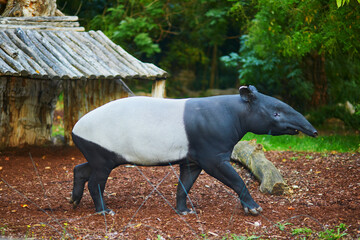 Malayan tapir (tapirus indicus) in zoo - obrazy, fototapety, plakaty