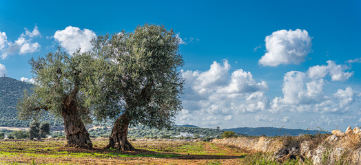 Olive trees by the sea in Puglia, Italy - Powered by Adobe