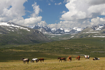 Fototapeta na wymiar horses graze in the meadow and eat grass against the backdrop of beautiful mountains and sky