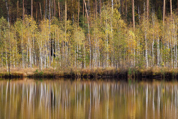 Autumn forest behind the lake. Trees are reflected in a calm water.