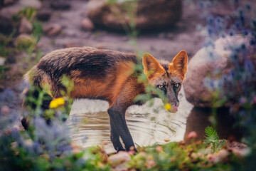 Naklejka premium Young fox hunts in autumn