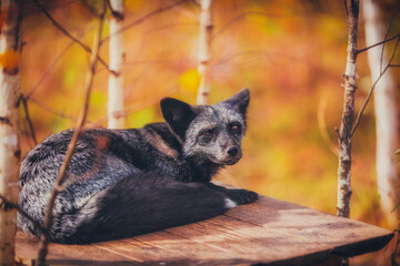 Young fox hunts in autumn