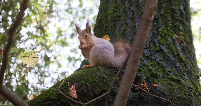 Forest squirrel eats a nut.
This is a central russian common squirrel.
It sits on a tree, near her nest.
Squirrel is preparing for winter in the autumn forest.
