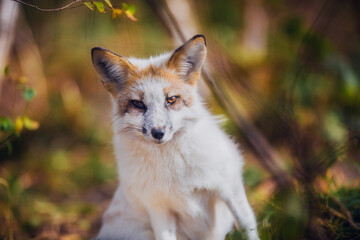 Naklejka na ściany i meble Young fox hunts in autumn