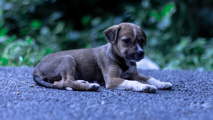 Fototapeta premium The Cute Puppy