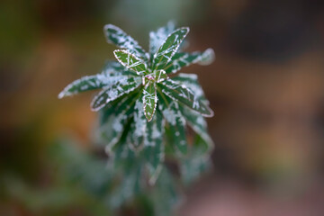 Morning hoarfrost on the leaves of a green plant close-up