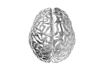 Human brain hemisphere doodle drawing on white BG