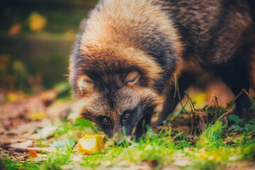 Raccoon dog eating apples in autumn in the forest