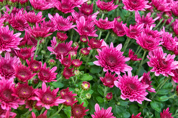 Light pink chrysanthemum flower mix