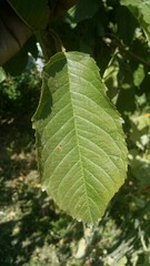 green leaves of a tree