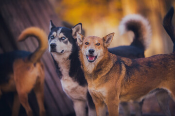 Husky playing with another dog