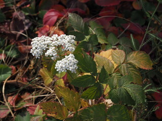 Medicinal wild herb Yarrow Achillea millefolilium . The plant during flowering , closeup