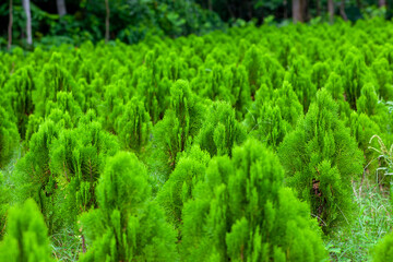 Tamarix dioica is an evergreen shrub tree. Arranged in a Tamarix dioica shrub green tree seedlings. Christmas tree in nature green and fresh background.