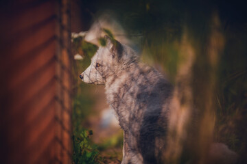 Portrait of a polar fox sitting in the grass in nature during the day in natural habitat